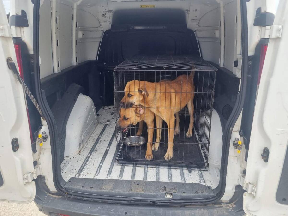 Están bajo resguardo de las autoridades tres perros adultos.