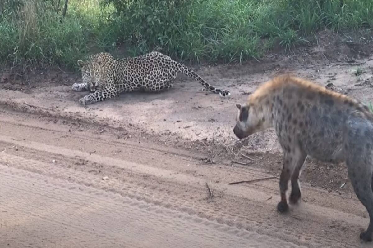 Tremendo susto se lleva un leopardo por la presencia de una hiena