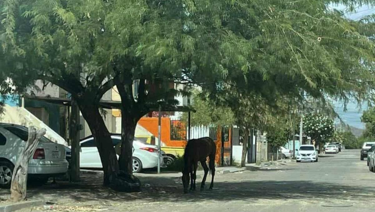Un caballo perdió la vida tras ser arrollado en el cruce de las calles Quintana Roo y Bordo Nuevo, lo que llevó a Protección Civil a exigir a los dueños de ganado que mantengan a sus animales bajo resguardo.