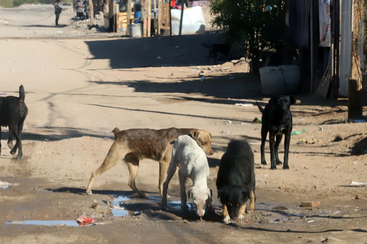 Calculan que en Hermosillo hay 400 mil animales callejeros