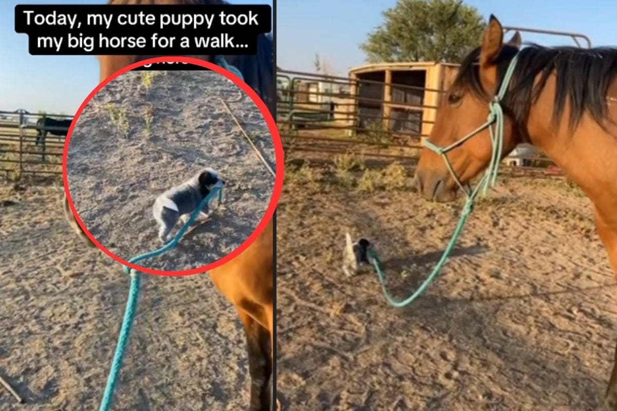 Cachorro se viraliza por intentar sacar a pasear a un caballo