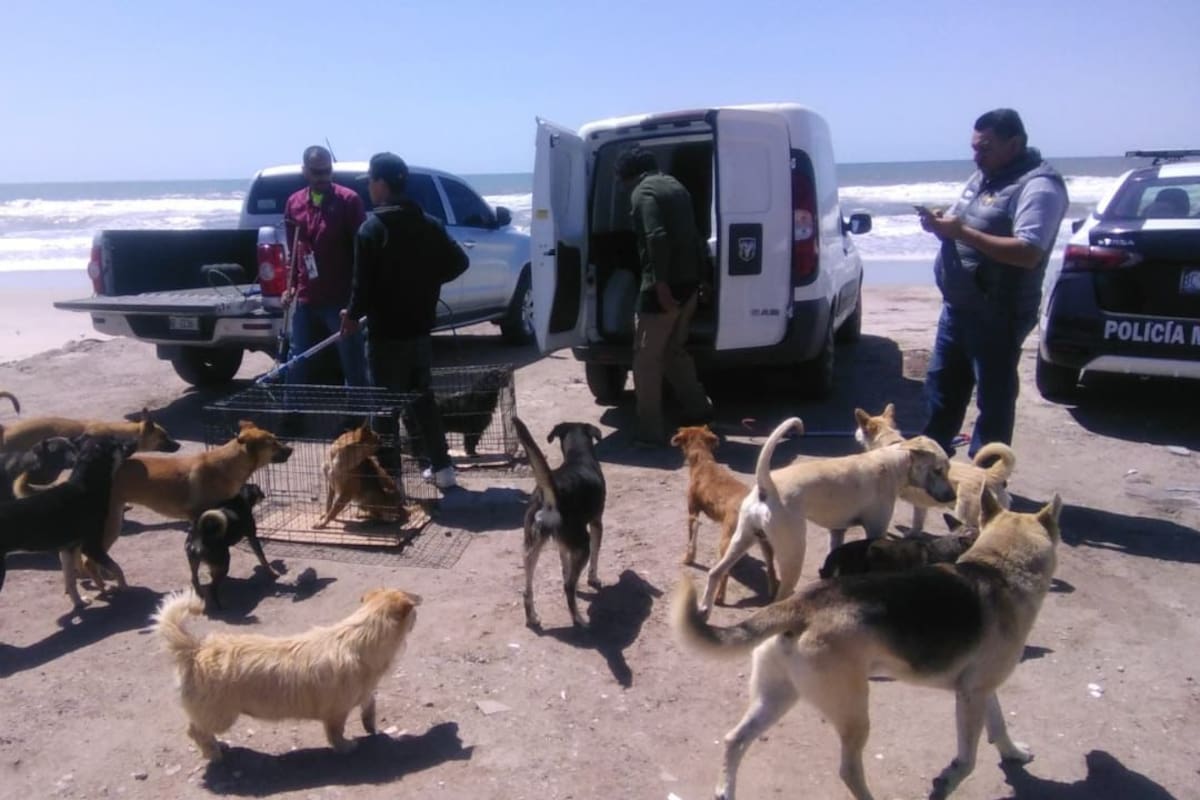 Inician operativos en Rosarito para retirar perros agresivos de la vía pública
