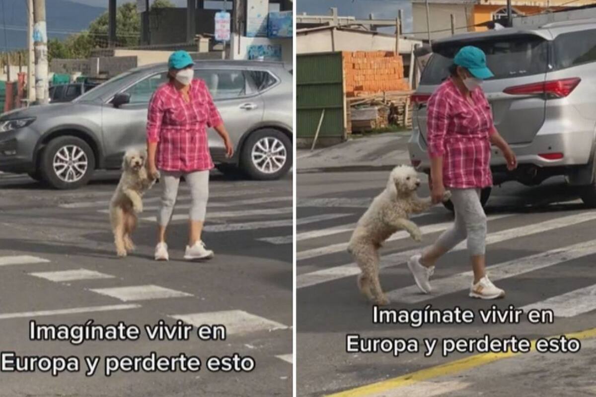VIDEO: Mujer agarra la pata de su perrito para cruzar juntos la calle