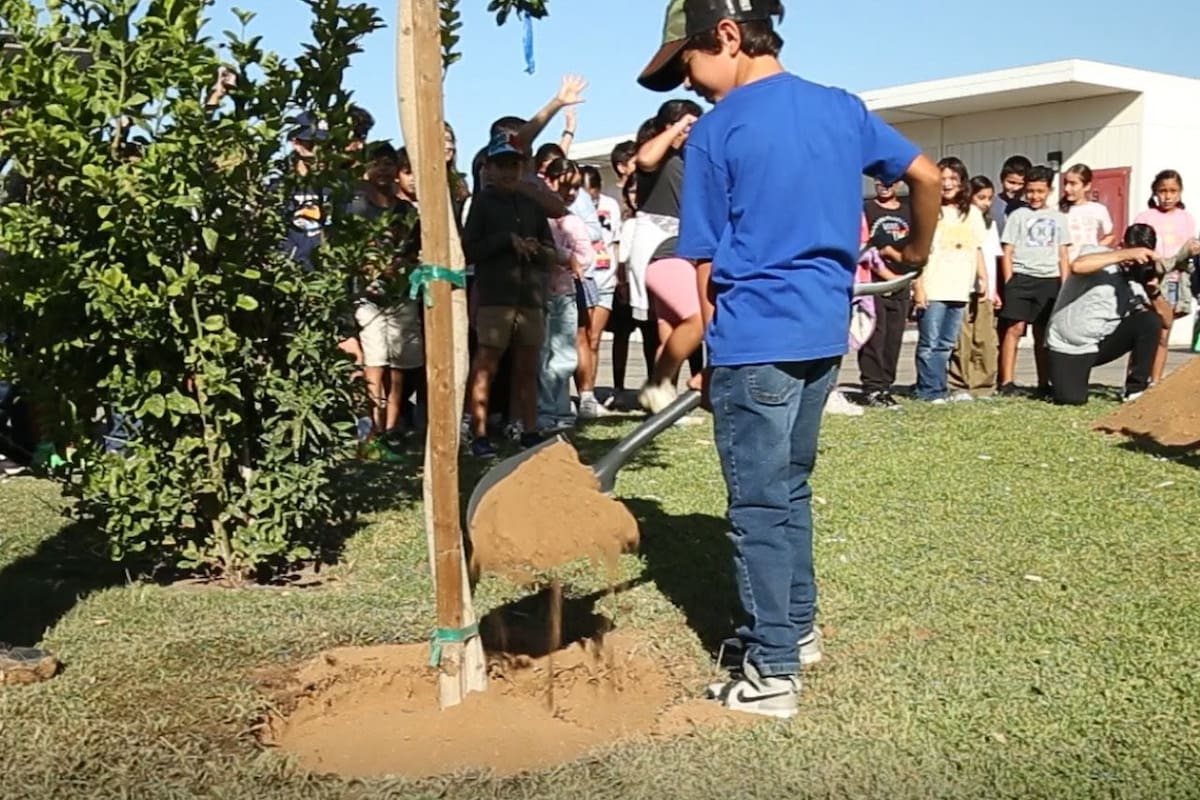 Escuelas de Imperial comienzan a sembrar más de mil árboles