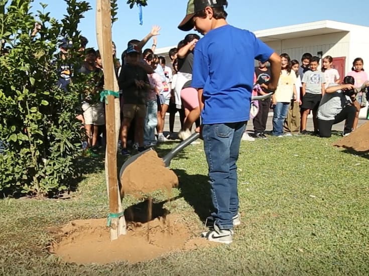 Escuelas de Imperial comienzan a sembrar más de mil árboles
