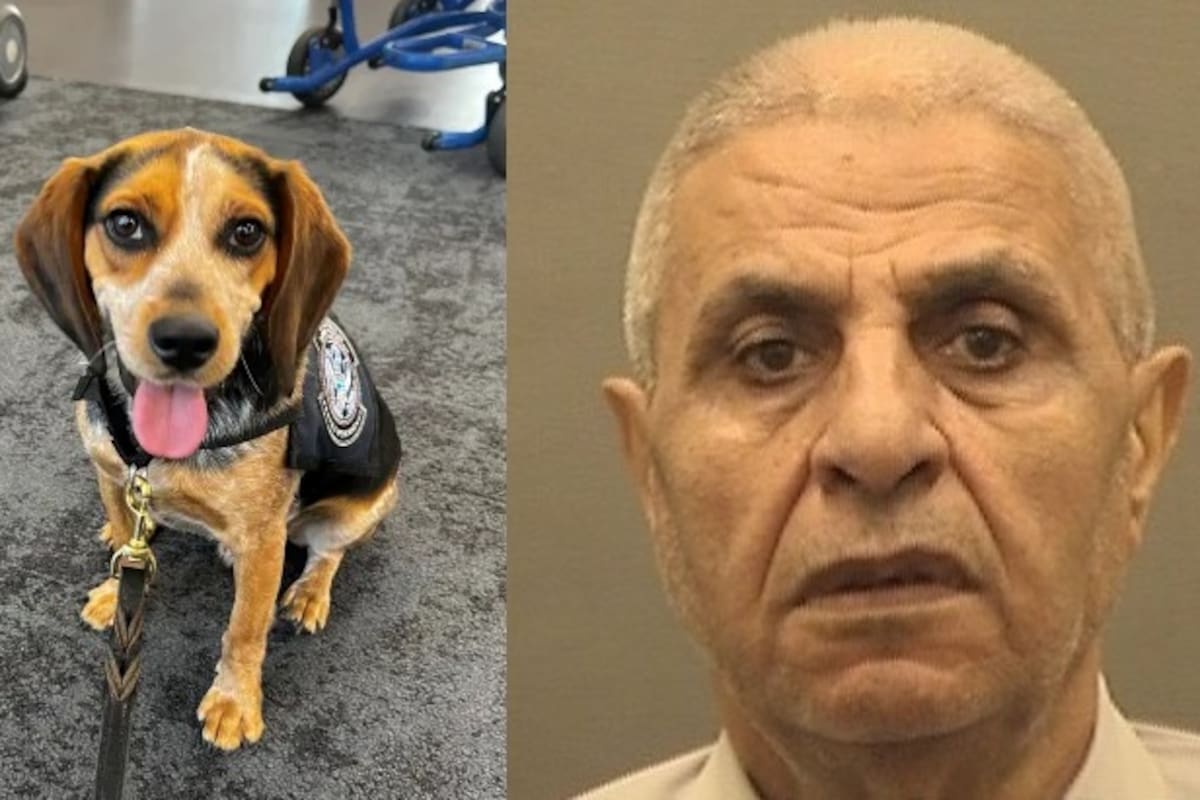 Turista enfrenta cargos en EEUU por patear a agente canino en el aeropuerto Washington Dulles de Virginia
