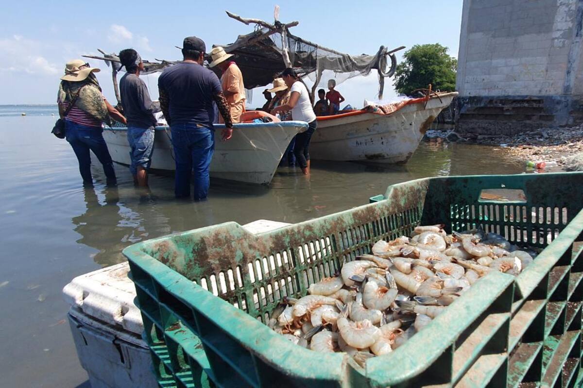 Pescadores de Sonora esperan comercializar muy bien el “oro rosado” en EU