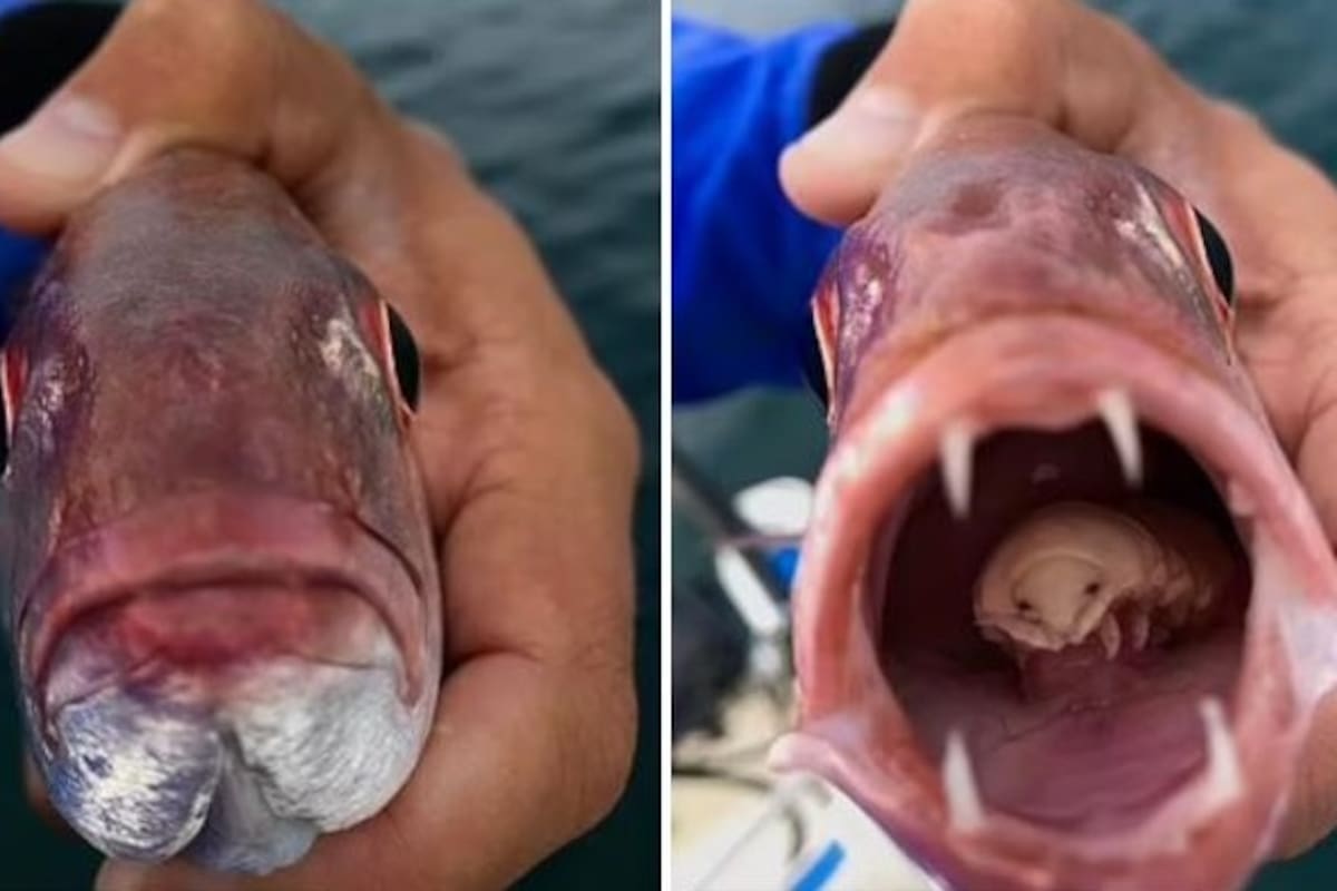 Pescador encuentran parasito en la boca de un pez