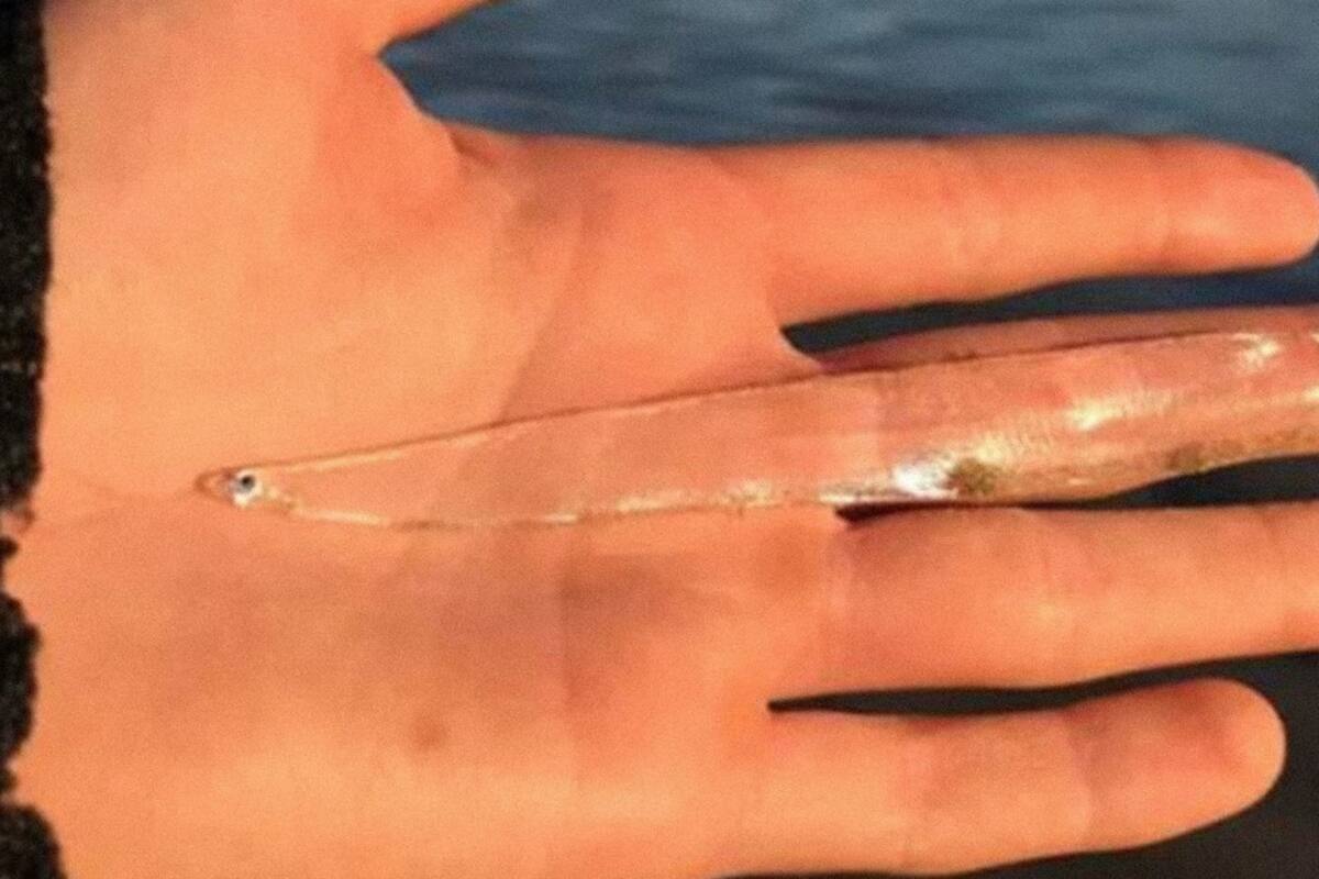 Encuentran en una playa raro pez transparente