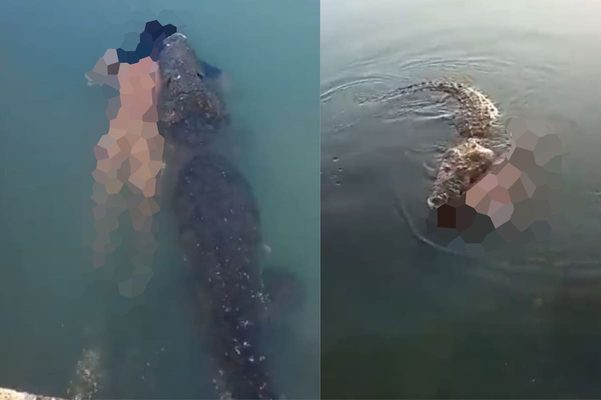 VIDEO: Cocodrilo pasea cadáver de un hombre en la Laguna del Carpintero en Tampico, Tamaulipas