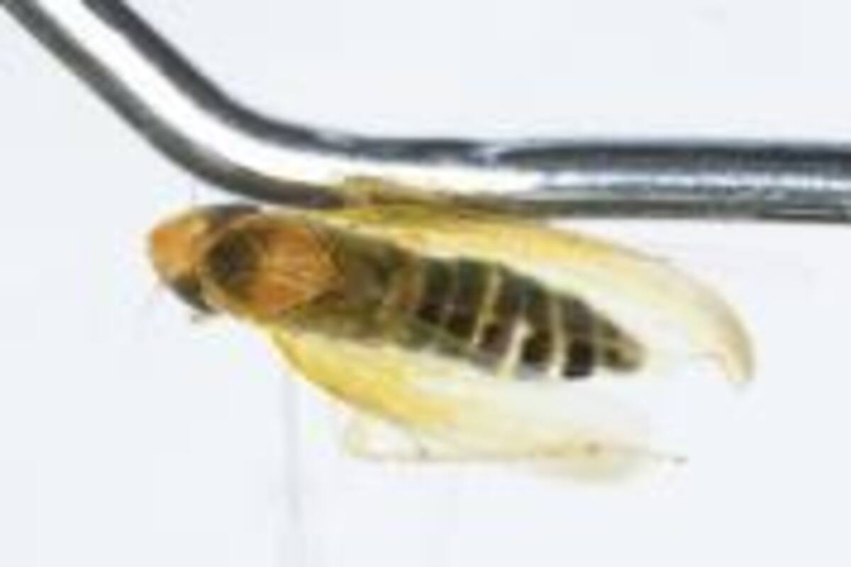 Descubren cargamento con plaga en garita de Calexico