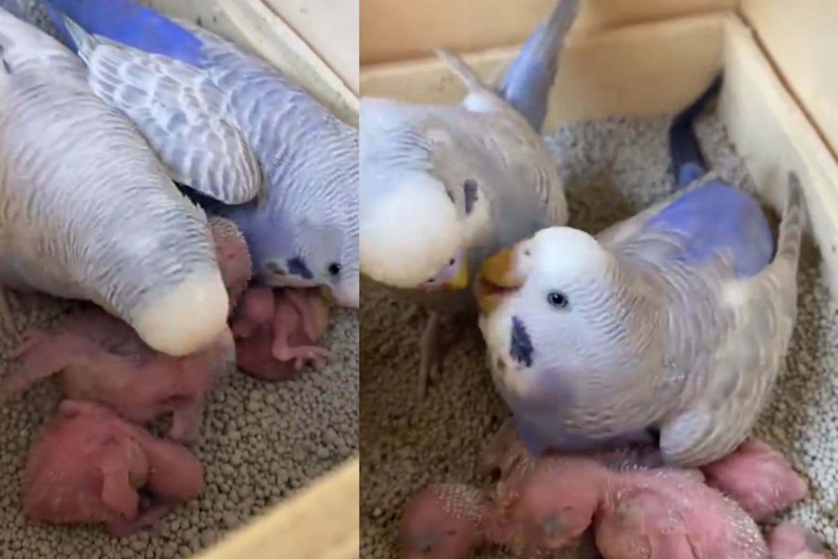 “Todos los hombres del mundo deberían aprender de Bruno”: perico se vuelve sensación en redes por ser un padre responsable