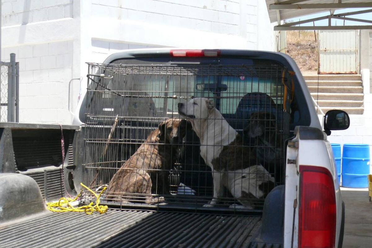 Creación de padrón de perros en Rosarito se quedó en la 'congeladora'