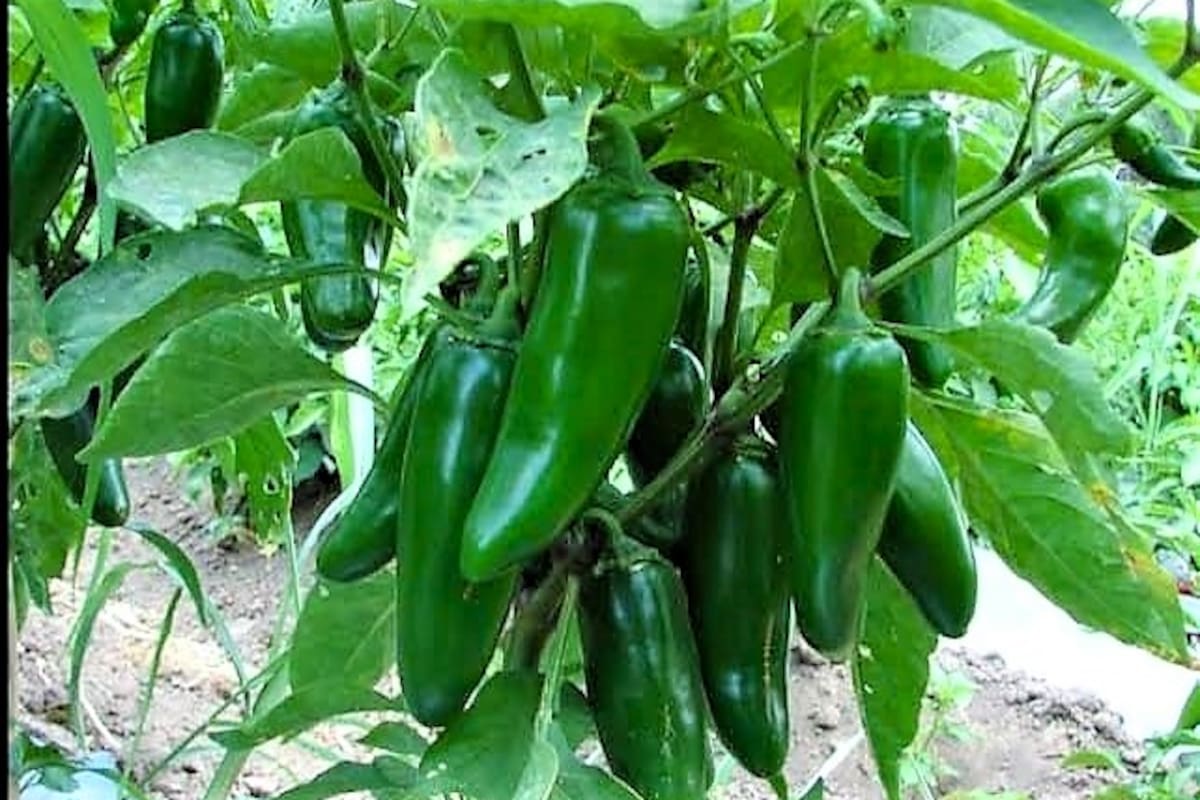 Sobresale cultivo de chile en la Zona Costa