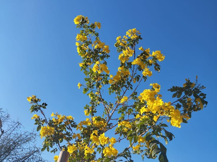 Se espera domingo mayormente soleado y temperaturas agradables en Mexicali