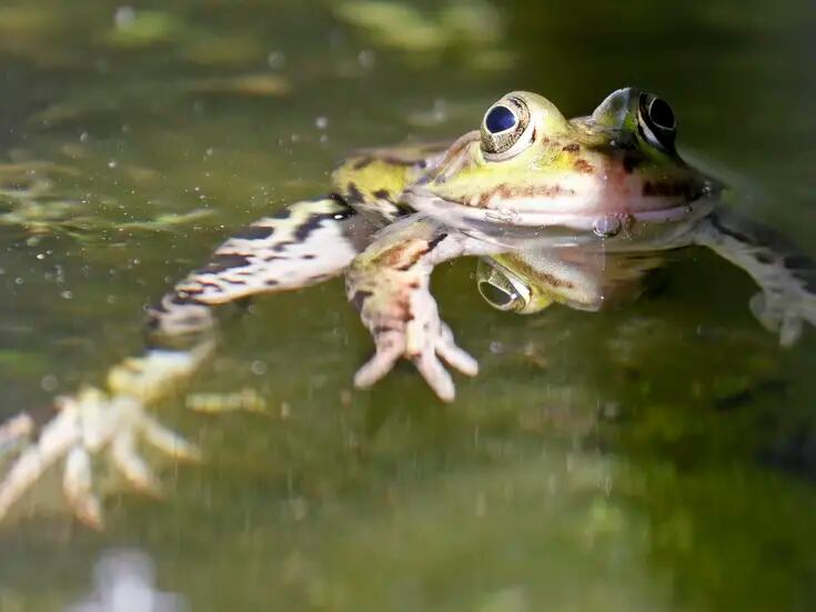 Estudio revela que las ranas hembra guiñan el ojo a los machos para coquetear