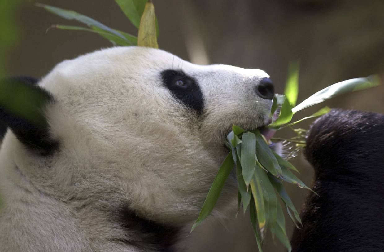 Los osos pandas han sido un símbolo de amistad entre Estados Unidos y China desde que Beijing obsequió una pareja de pandas al Zoo Nacional en Washington D.C. en 1972, antes de la normalización de las relaciones bilaterales.