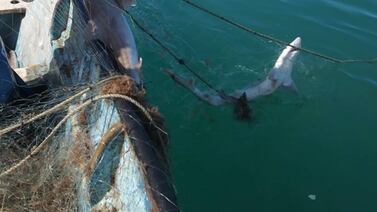 Atraen lobos marinos a tiburones en isla San Jorge