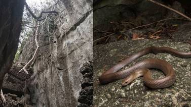 Descubren una nueva especie de serpiente con la capacidad de trepar en cueva de Tailandia  