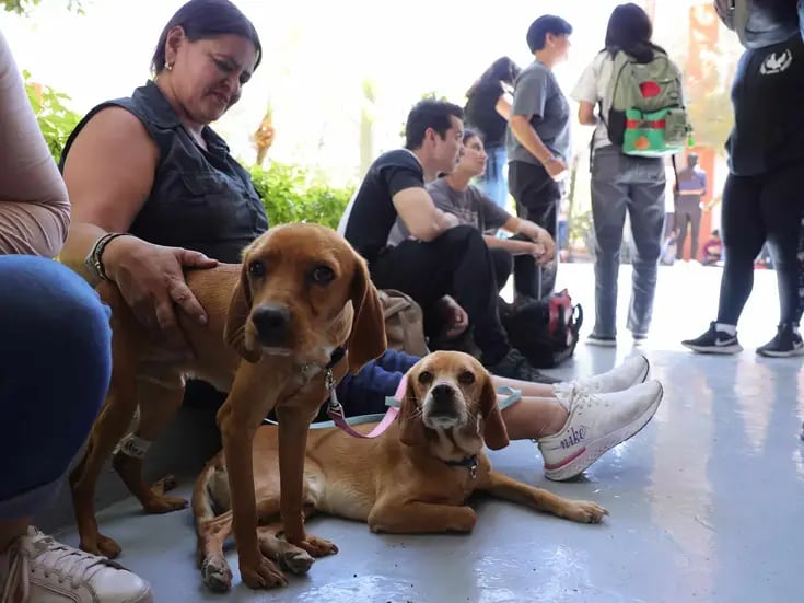Adeus realiza esterilización gratuita de 70 mascotas en la Unison
