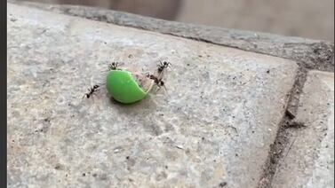 Hormigas trabajan en equipo para llevarse un chocolate a  su hormiguero