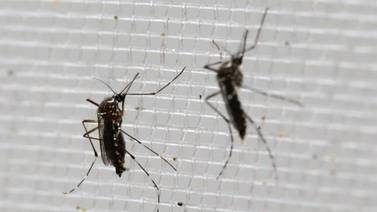 Aumenta 25% mosco transmisor de dengue, chicungunya y zika