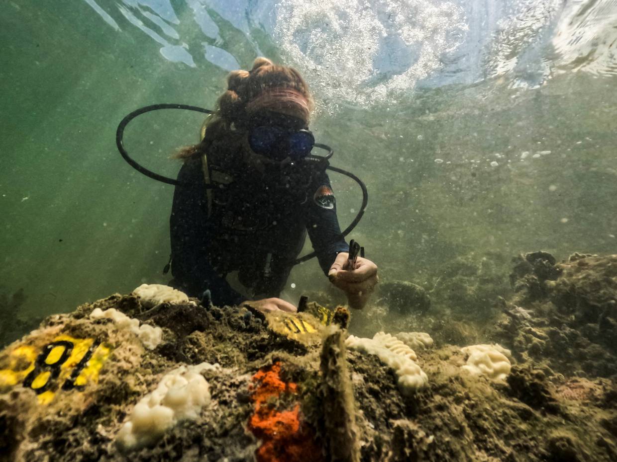 Foto de Archivo: Allyson DeMerlis, becaria de la NOAA y candidata al doctorado en la Universidad de Miami, toma muestras de corales que plantó en diciembre de 2022 y que ya se han blanqueado por completo en Miami, Florida, EEUU. 14 de julio de 2023.REUTERS/Maria Alejandra Cardona.