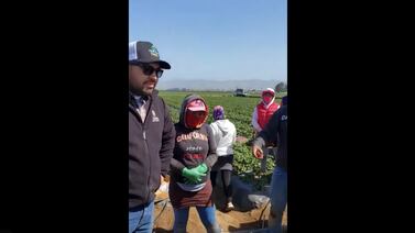 Video: Trabajadores agrícolas explotan contra empleador en California por la mala práctica conocida como “robo” de salarios