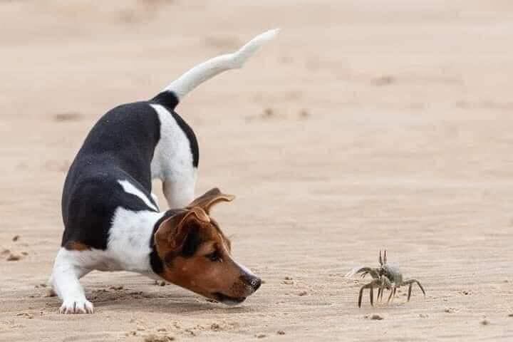 Un perrito y un cangrejo demuestran que la amistad puede surgir en los lugares mÃs inesperados.