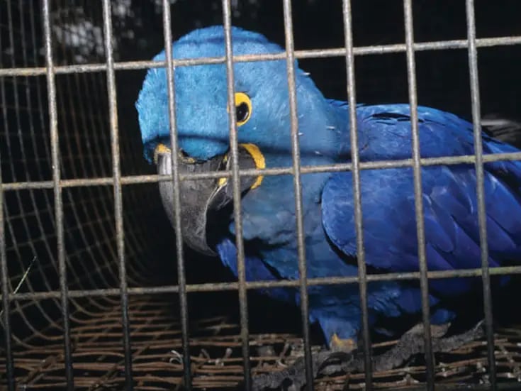 ONU asegura que “el tráfico ilegal de especies no ha disminuido en dos décadas”