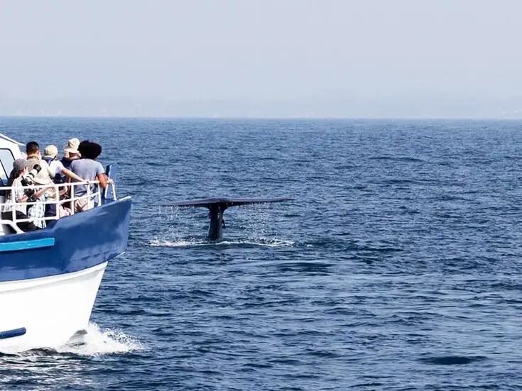 Disminuyen paseos para ver ballenas
