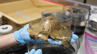 EU investiga misterioso "huevo dorado" descubierto en océano de Alaska