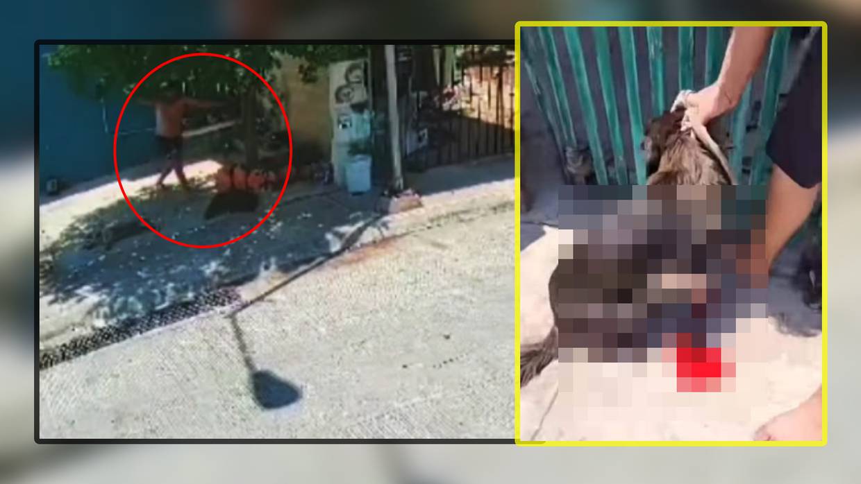 Hombre ataca a perrito con machete mientras dormía en una calle de Yucatán