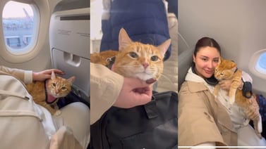 Usuaria de TikTok explica cómo su gata de apoyo emocional puede viajar con ella en avión