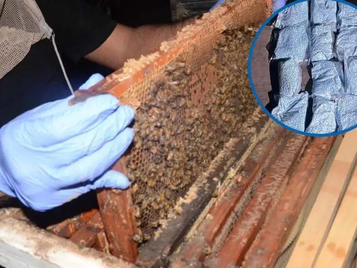 Hallan más de un millón de pastillas de fentanilo y cocaína en paneles de abejas en Sinaloa