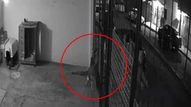 VIDEO: Hombres disparan a perrita después de provocarla dentro de su casa en Hidalgo