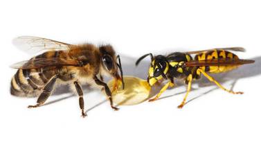 ¿Cuál es la diferencia entre una abeja y una avispa? ¿Son igual de importantes?