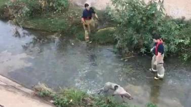 Logran bomberos de Navojoa rescatar a perro que cayó al canal