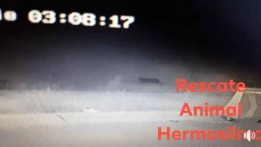 Buscan capturar con vida a pantera en Hermosillo