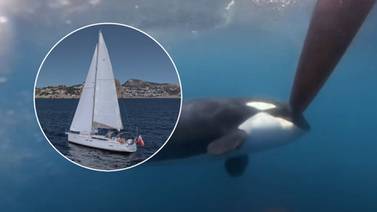 Orcas vuelven a hundir embarcación en Gibraltar; ¿A qué se debe?
