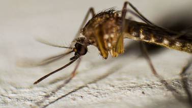 Estados Unidos emite alerta sanitaria por casos de malaria