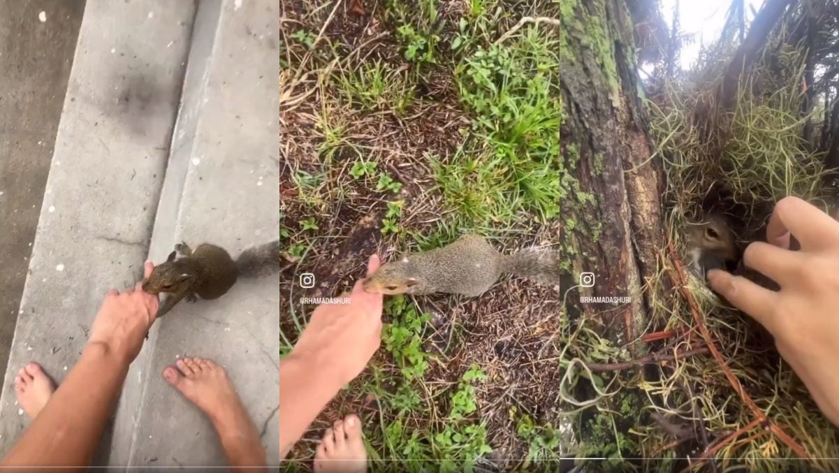 VIDEO: una ardilla le presume sus crías a una mujer