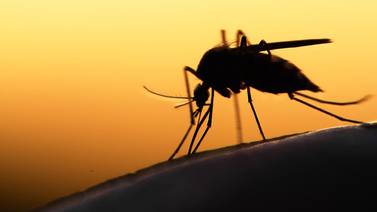 Sonora no tiene casos de paludismo autóctono desde los ochenta