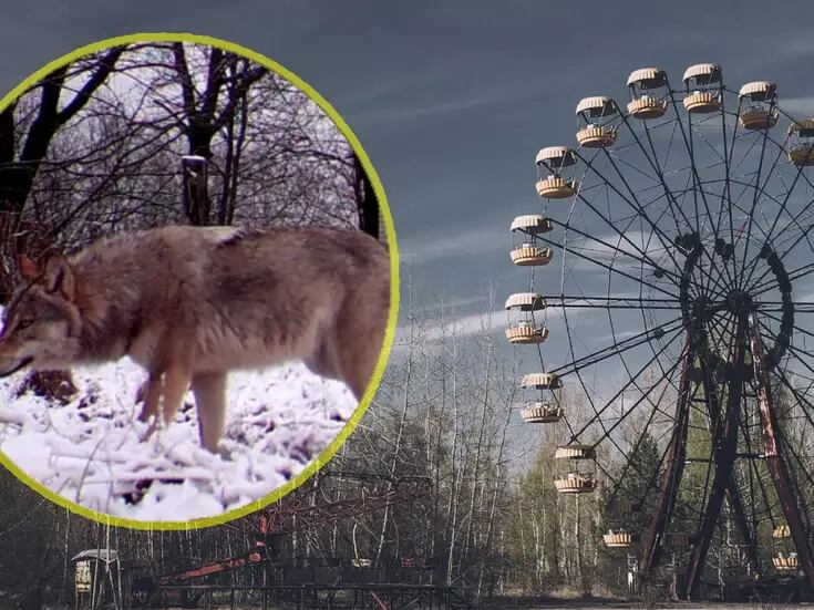 Lobos mutantes de Chernobyl han desarrollado resistencia al cáncer: estudio
