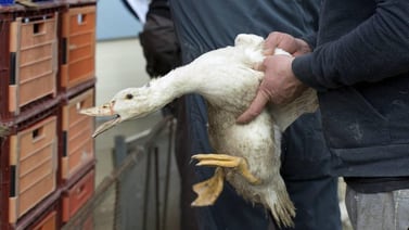 Francia sacrificaría miles de patos por brote de gripe aviar