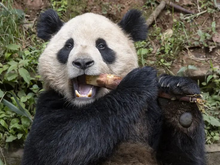 Yun Chuan y Xin Bao, dos osos pandas llegarán al San Diego Zoo