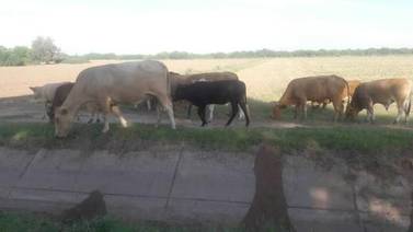 Mueren 9 vaquillas por sequía en región del Mayo: Ganaderos