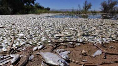 Agregan muerte de peces a denuncia en Profepa