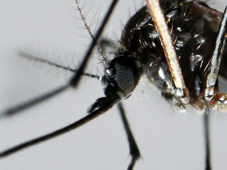 Cuba realiza pruebas para disminuir la población del mosco transmisor del dengue