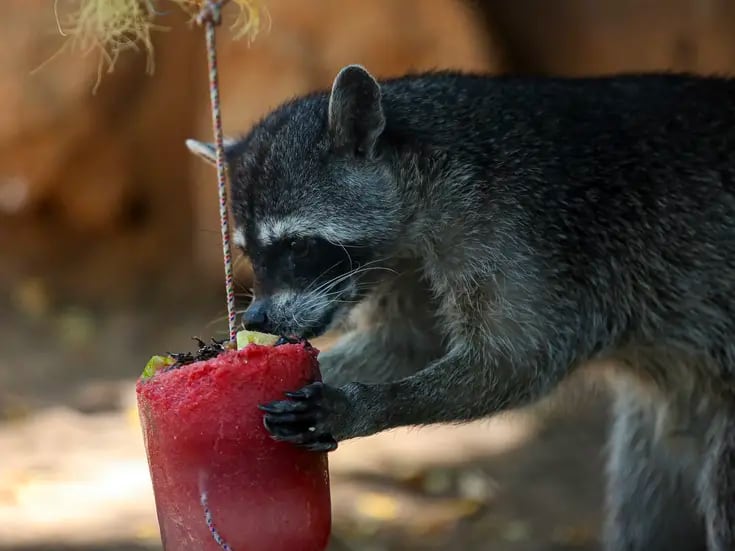 Animales de zoológicos de Yucatán reciben paletas de hielo para combatir el calor